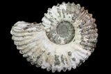 Bumpy Douvilleiceras (Tractor) Ammonite - Madagascar #68209-1
